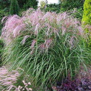 Miskantas kininis FLAMINGO<i>Miscanthus sinensis FLAMINGO</i>