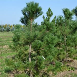 Pušis juodoji</br><i>Pinus nigra</i>