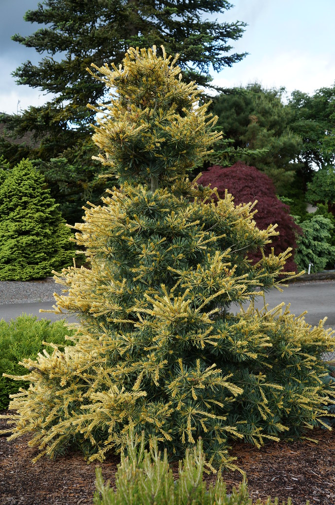 Pušis smulkiažiedė OGON JANOME<i>Pinus parviflora OGON JANOME</i>