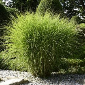 Miskantas kininis GRACILLIMUS<i>Miscanthus sinensis GRACILLIMUS</i>