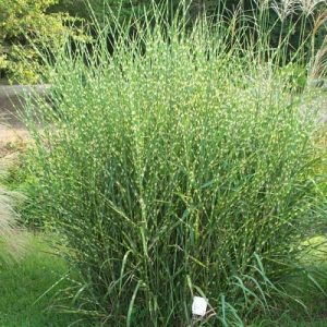 Miskantas kininis PUENKTCHEN<i>Miscanthus sinensis PUENKTCHEN</i>