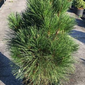 Pušis juodoji GREEN ROCKET</br><i>Pinus nigra GREEN ROCKET</i>