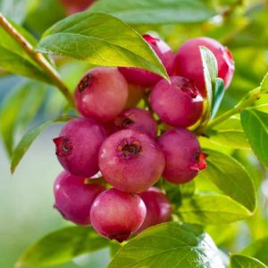 Šilauogė PINK LEMONADE<i>Vaccinium PINK LEMONADE</i>