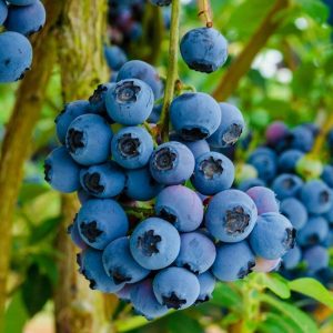 Šilauogė aukštoji REKA<i>Vaccinium corymbosum REKA</i>