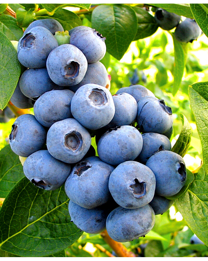 Šilauogė aukštoji TORO<i>Vaccinium corymbosum TORO</i>
