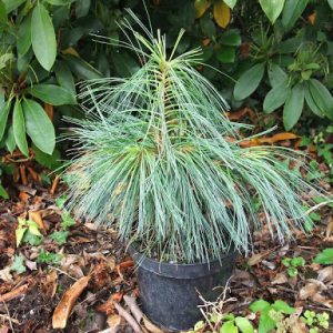 Pušis himalajinė NANA<i>Pinus wallichiana NANA</i>