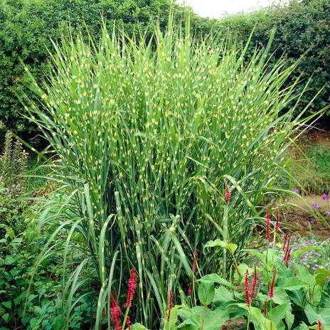 Miskantas kininis GOLD BAR<i>Miscanthus sinensis GOLD BAR</i>
