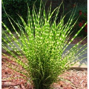 Miskantas kininis ZEBRINUS<i>Miscantus sinensis ZEBRINUS</i>